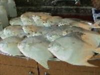 آغاز ممنوعیت صید ماهی حلوا سفید در آب های خوزستان و بوشهر