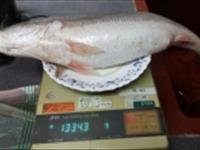 آزادسازی صید ماهی شوریده در آبهای ساحلی خوزستان و بوشهر