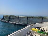 بازدید ترویجی محققان پژوهشکده از قفس پرورش ماهی باس دریایی آسیایی