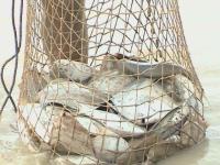 آزادسازی صید ماهی حلوا سفید در آب های خوزستان