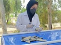 تولید نخستین واکسن بومی برای مقابله با بیماری‌های باکتریایی ماهیان گرمابی