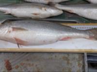 ممنوعیت صید ماهی شوریده در آبهای ساحلی خوزستان و بوشهر