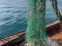 آزادسازی صید میگوی سفید در صیدگاه‌های لیفه - بوسیف، خوریات واسطه و درویش از اول آبان ۱۴۰۴ تا اطلاع ثانوی