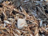 ممنوعیت صید میگوی سفید در آبهای خوزستان (صیدگاه های بوسيف، خوريات درويش و واسط)