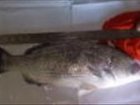 تولید بچه ماهی دریایی صبیتی در ایستگاه تحقیقاتی ماهیان دریایی بندر امام خمینی (ره)